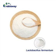 Lactobacillus Fermentum en pols